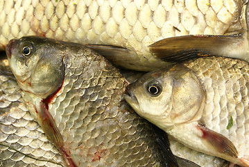 Image showing Fish