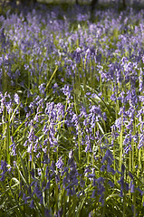 Image showing Bluebells