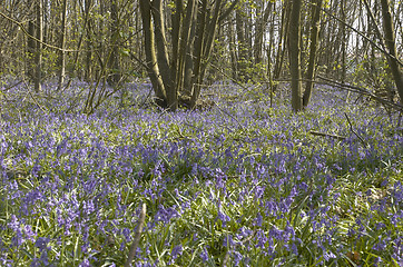 Image showing Bluebells