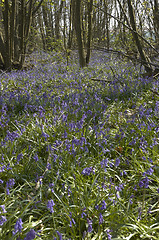 Image showing Bluebells