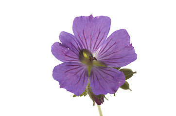 Image showing Geranium