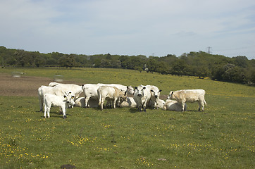 Image showing Cows