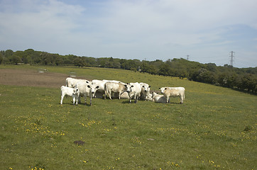 Image showing Cows