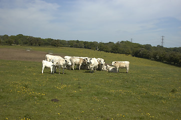 Image showing Cows