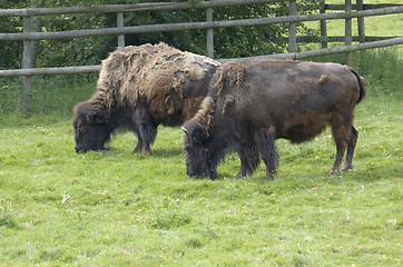 Image showing Bison