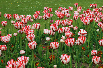 Image showing striped tulips