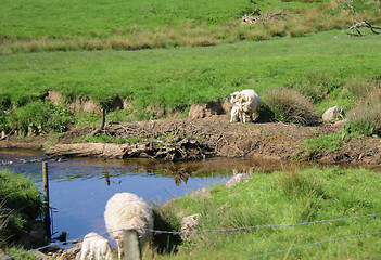 Image showing sheep and lambs