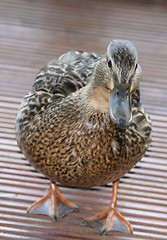 Image showing duck board,