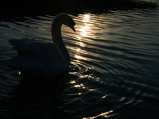 Image showing swan in the dawn light