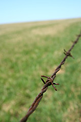 Image showing Rusty barbed wire in the field