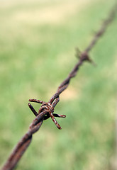 Image showing Detail of rusty barbed wire