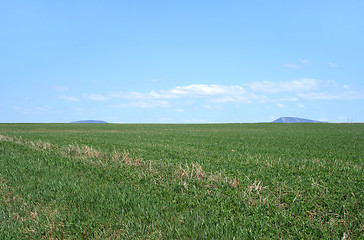 Image showing Spacious green field under the blue sky