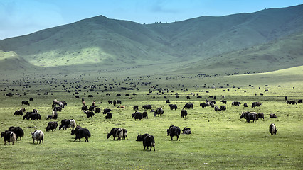 Image showing Tibetan Yaks 