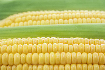 Image showing Corn