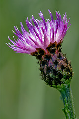 Image showing    flower and green backgound