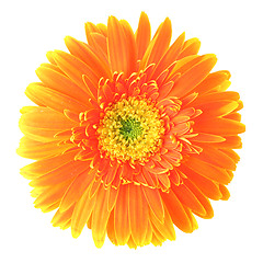 Image showing Orange daisy