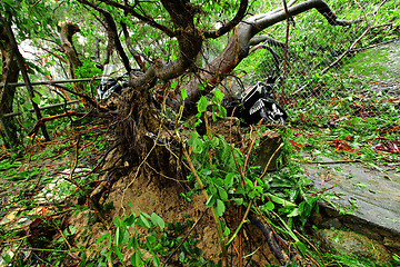 Image showing Broken tree ruined by typhoon