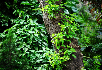 Image showing Tree with green leaf