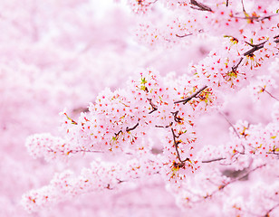 Image showing Sakura tree