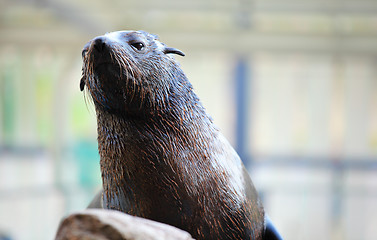 Image showing Sea lion