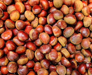 Image showing Chestnut