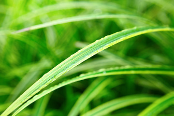 Image showing Green leaf close up