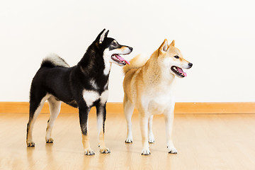 Image showing Two shiba looking aside