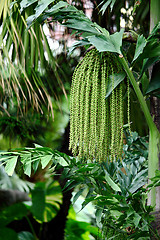 Image showing Palm tree seed