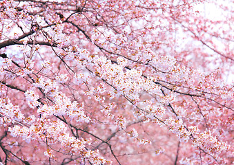 Image showing Pink sakura tree