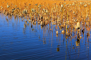 Image showing Dead lotus pond