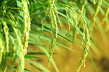 Image showing Paddy rice plant