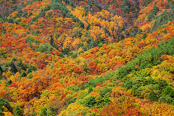 Image showing Mountain forest in Autumn