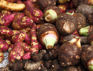 Image showing Colocasia