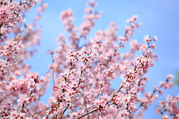 Image showing Sakura and blue sky