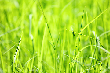 Image showing Green grass
