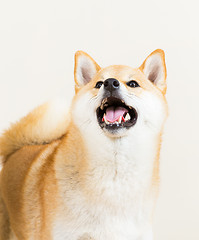 Image showing Brown shiba looking up