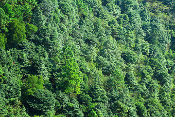 Image showing Forest on moutain