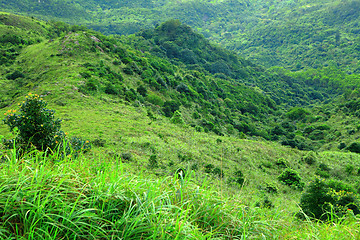 Image showing Forest on mountain