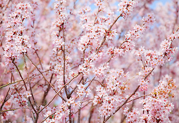 Image showing Sakura tree