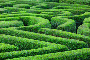 Image showing Green plant maze