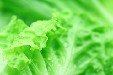 Image showing Green lettuce