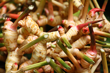 Image showing Ginger root