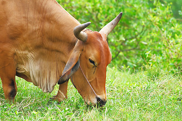 Image showing Cow