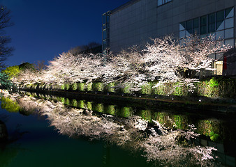 Image showing Biwa lake canal with sakura tree besides at night