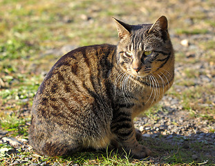 Image showing Street cat