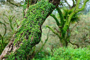 Image showing Tree in forest