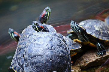 Image showing Tortoise