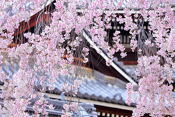 Image showing Weeping sakura tree with japanese temple