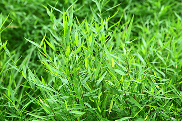 Image showing Green grass