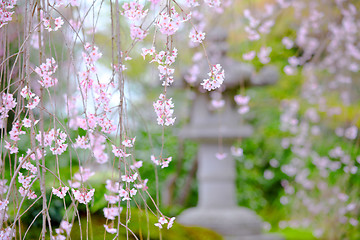 Image showing Weeping sakura garden view